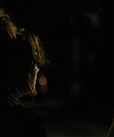 The_Silver_Linings_Playbook_CAPTURES_2820429.jpg