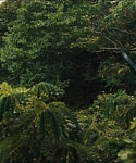 cf-finaltrailer-0118.jpg